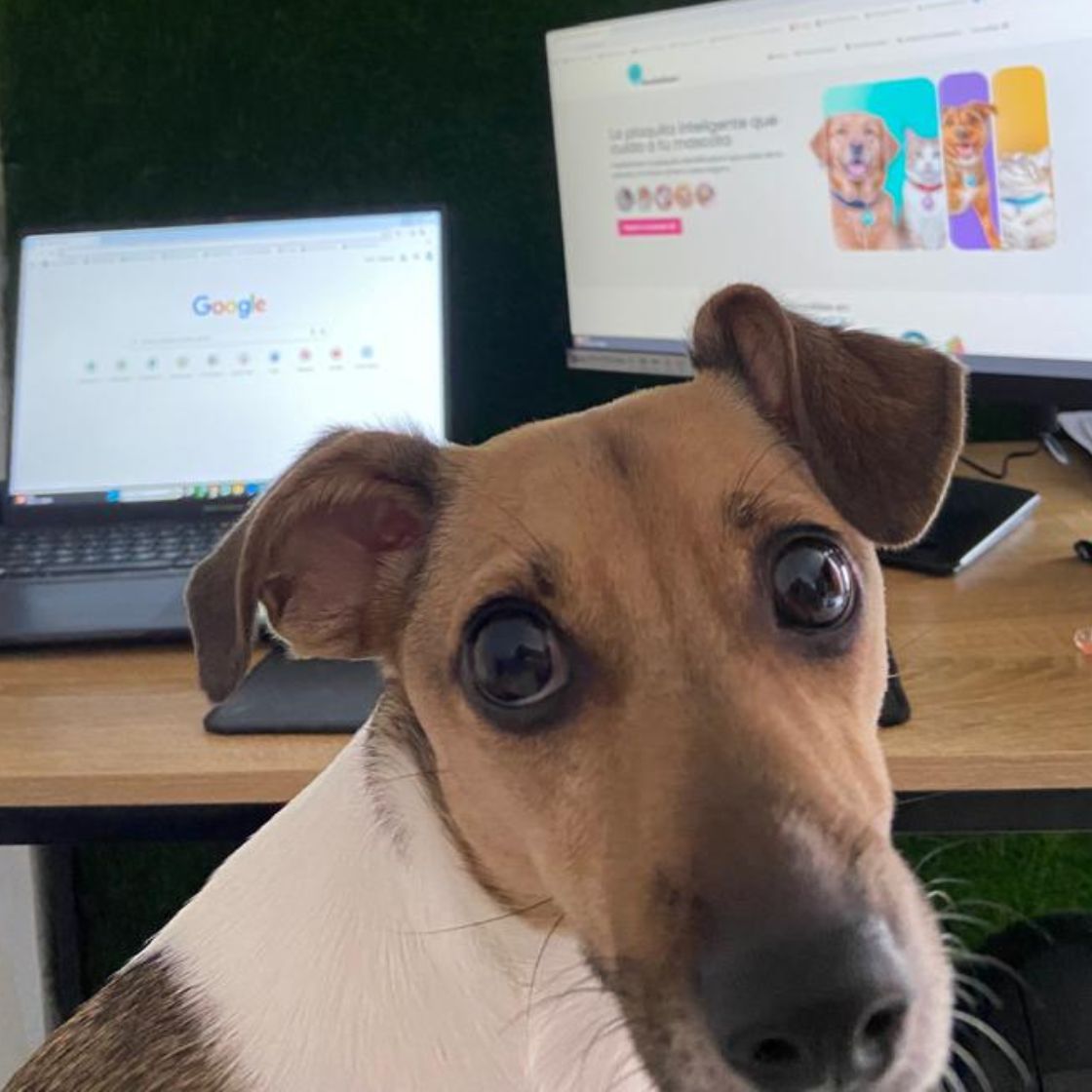 CEO